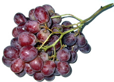 Weintrauben-1.jpg